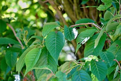 Prunus serrulata 'Amanogawa' - višeň pilovitá - listy